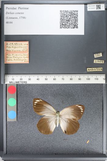 Media type: image;   Entomology 130437